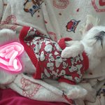 [강아지] <b>안마</b>받는 갱얼쥐