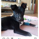 현재 학폭으로 논란이 되고 있는 <b>배구</b>선수 보신탕망언..