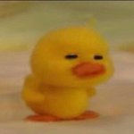 ㅅㅂ <b>네셔</b>널 패딩 샀는디