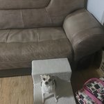 우리 집 강아지 <b>계단</b> 사줬는데ㅠㅠㅠㅠ