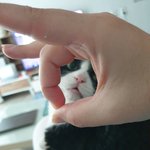 [고양이] 으르신! 해~!!!
