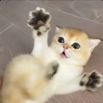 <b>리사</b> 고양이 개귀엽다