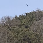 [이것좀봐줘] 5분동안 매 꿩 담비 봤어