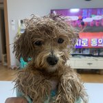 목욕하고 <b>건조</b> 전 후
