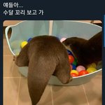 내 스타일인 연예인