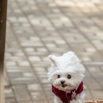 <b>산책</b>할 때 다른 강아지도 사진찍어서 보내주고있어요.^^