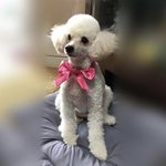 [골든차일드] 뽐뛰드 짱이다