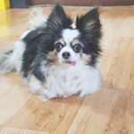 [강아지] 울집 <b>강지</b> ㅎㅎㅎㅋㅋㅎ