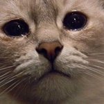 [방탄소년단] 스피커  <b>어항</b> 클릭ㄱㄱ