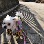 [강아지] 원래 강아지를 <b>털</b>빨이 이렇게 심한가,,??