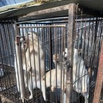 설에 <b>산속</b>에 좁은우리 안에 방치된 강아지들을 보았습니다