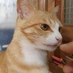 [진격의거인] 이 고앵이 <b>완전</b> 리바이네