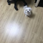 <b>이</b> <b>강아지</b> 왜이리 천사같이 앉아있지