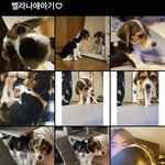 [NCT즌] <b>벨라</b> 사진 있는 사람