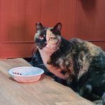 [고양이] ++++추가) 길고양이 <b>반쪽</b>이