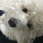 우리<b>집</b> 강아지도 <b>한</b> 귀여움 하지