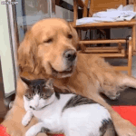 [모두드루와] <b>노</b>부부같은 방탄 알엠과 슈가