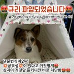 [이것좀봐줘] <b>입양</b>3일에 공격적인 개로 둔갑시켜 파양...