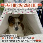 [이것좀봐줘] 공격적인 개로 누명쓰고 안락사 위기예요