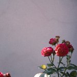 <b>칼</b>로비스 어때