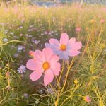 [<b>시에</b>미즈] [에미의 공지] <b>시에</b>미로써 지켜야할것