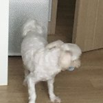 새벽 <b>퀴즈</b>~우리집 좀도둑이 입에 물고