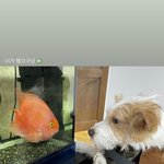 블랙핑크 <b>리사</b> 로제 지수 제니