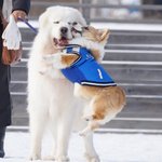 [빅톤] 앨리스