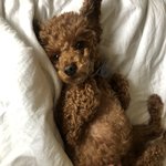 강아지유치원을 보내야 할까요!????