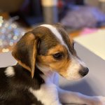 [NCT즌] 근데 <b>벨라</b> 이름지은건