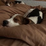 [더보이즈] 호두랑 <b>땅콩</b>이