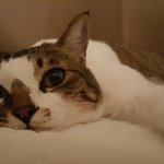 [고양이] 냥이 갑작스러운 <b>사료</b>거부 도와주세요