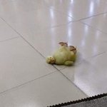 99%<b>확률</b>로 귀짤