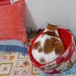 나의 동거묘 <b>도칠</b>이 설날, 그 후..