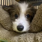 [강아지] 시<b>고르</b>자브종 짱귀여운 하루마루