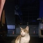 임산부 길냥이 <b>쭈쭈</b>이야기