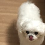 우리 강아지 좀 보고 가주라