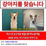 [이것좀봐줘] 대구 서구 중리동 대구<b>의료</b>원부근 강아지 찾습니다.꼭 좀...
