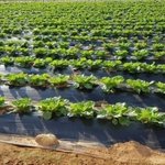 [밭딤] 농부들아