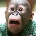[킹덤즈] 울 <b>킹콩</b>이들은
