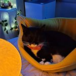 [고양이] 사무실<b>악독</b>한 주인이다섯 5