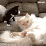 [모두드루와] 방탄의 두마리 고양이 <b>민윤기</b>와 박지민