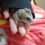 [ㅈㄱㄴ] 우리집 <b>햄스터</b> 너무 귀여워
