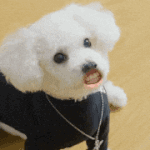 <b>코로나</b> <b>검사</b>하러 갔다오께