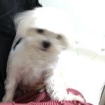 우리개만 하루에 <b>산책</b>5번 이상은 해줘야