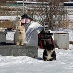 햄스터 <b>해달</b> 수달 닮은건 도대체 뭐임