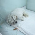 [이것좀봐줘] 병원의 <b>오진</b>으로 인해 90일된 아이가 세상을 떠났습니다...