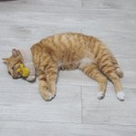 [고양이] [길냥이]<b>치즈</b>냥 이설 임보중