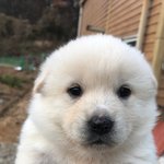 강아지는 왜 항상 나만 보고 있을까