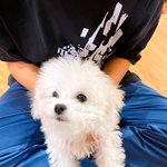 [NCT즌] 강아지 평균 <b>아이큐</b>가 95임